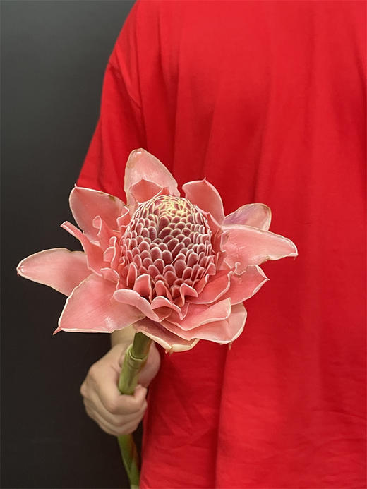 小众花材火炬姜瓷玫瑰 商品图12
