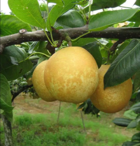 连州水晶梨|水果