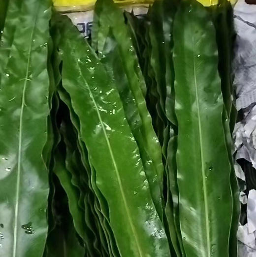 鸟巢叶 商品图0