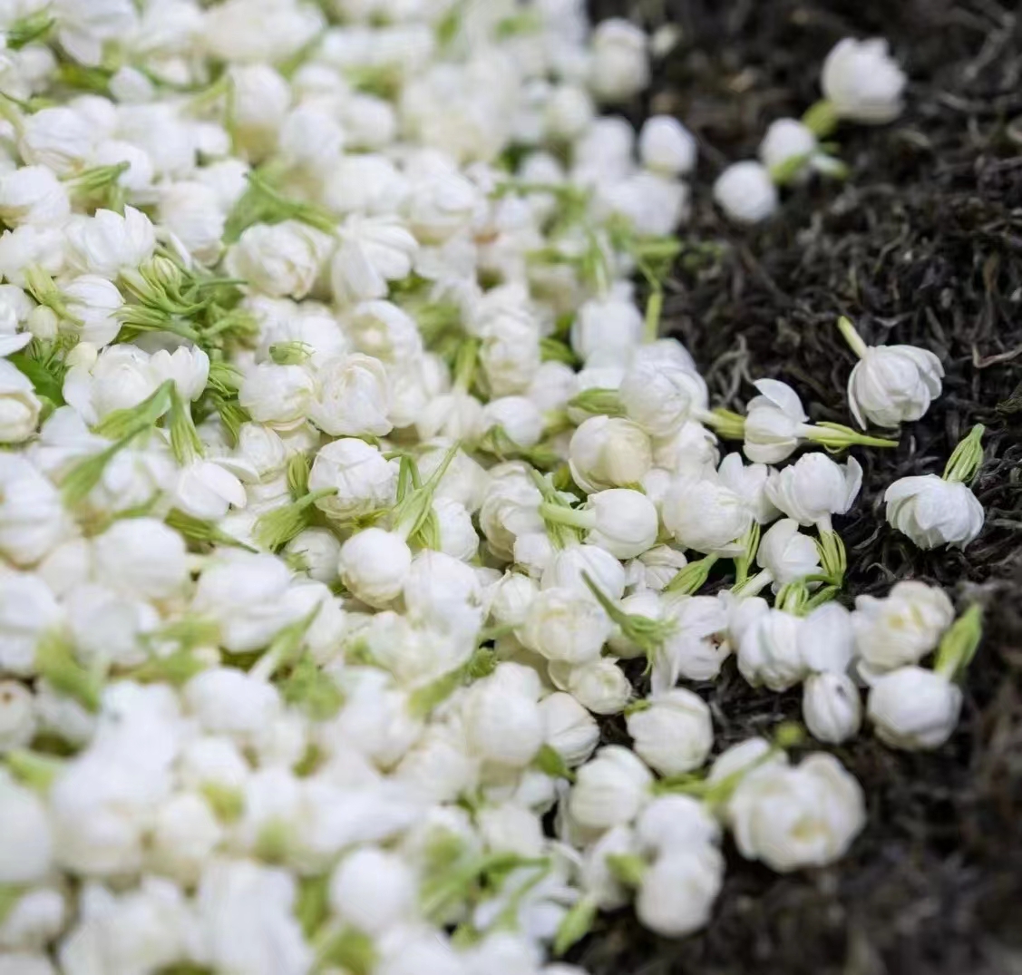 福州茉莉花茶  | 6窨/9窨