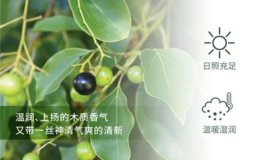 芳樟 Ho leaf 单方精油 5ml 商品图1