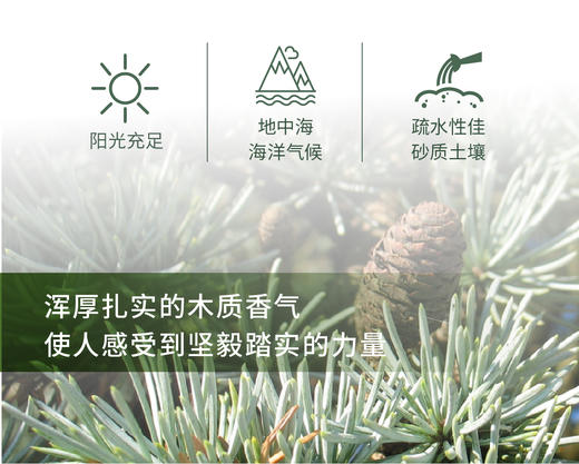大西洋雪松 Atlas Cedarwood单方精油5ml 商品图1
