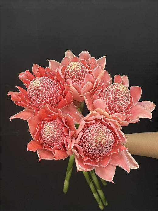 小众花材火炬姜瓷玫瑰 商品图8