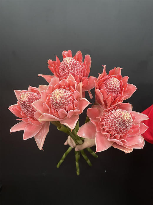 小众花材火炬姜瓷玫瑰 商品图9