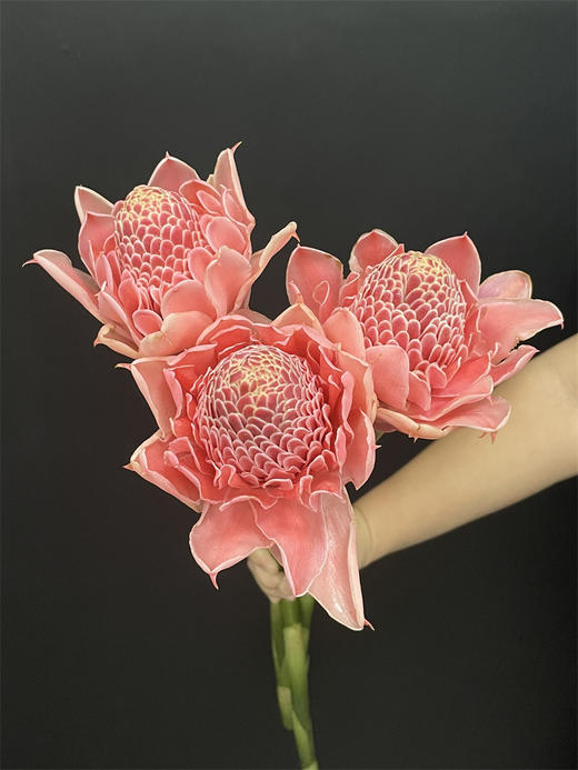小众花材火炬姜瓷玫瑰 商品图2