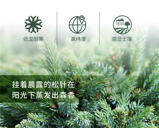 黑云杉 Black Spruce 单方精油 5ml 商品图1