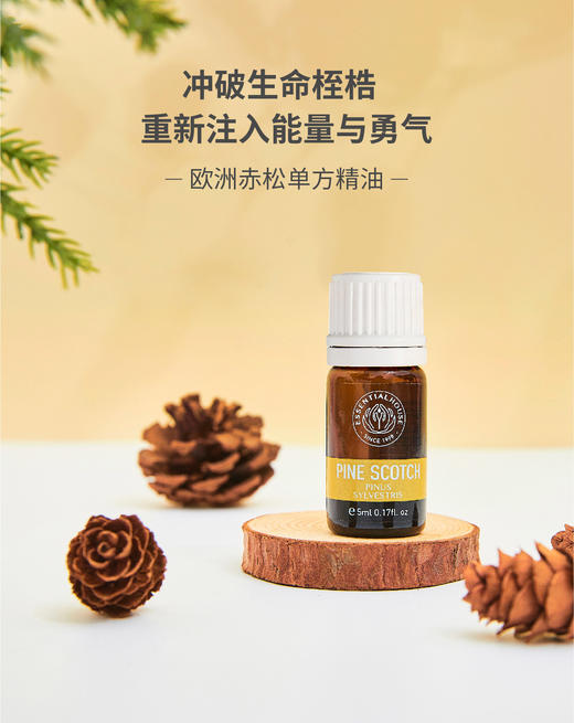 欧洲赤松 Pine Scotch 单方精油 5ml 商品图0