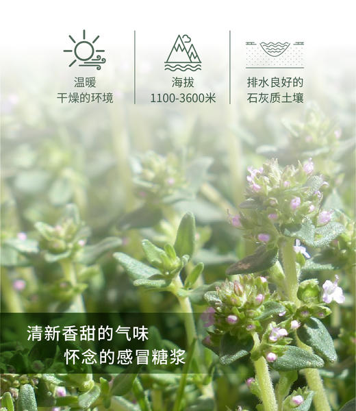 沉香醇百里香 Thyme 单方精油 5ml 商品图1