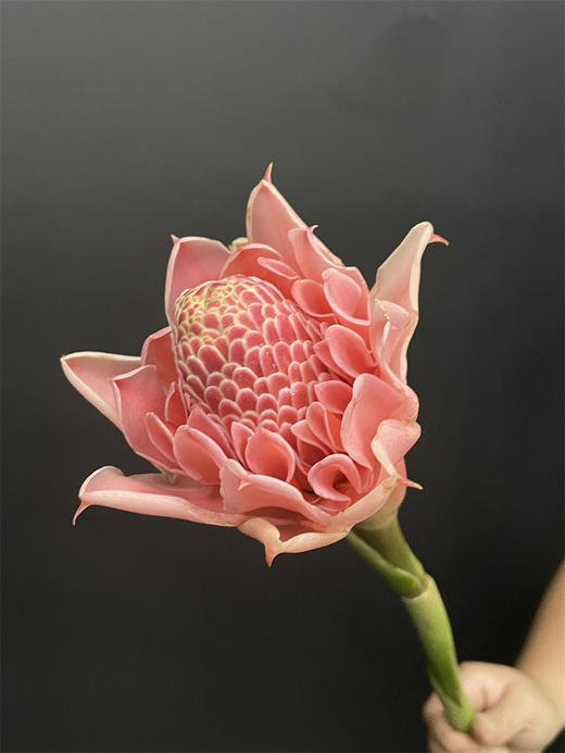 小众花材火炬姜瓷玫瑰 商品图4
