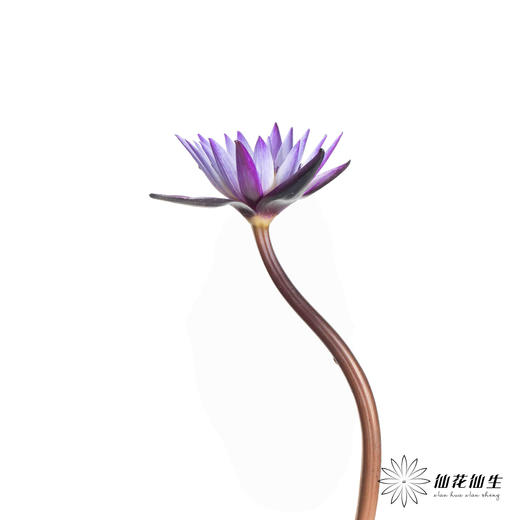 配花 | 睡莲黑美人 商品图3