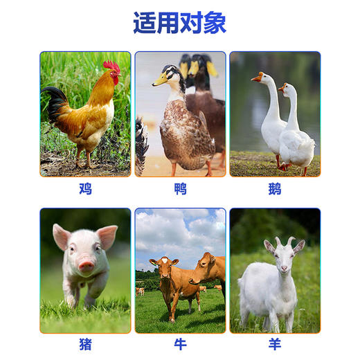 【霉克清】禽用鸡鸭鹅脱霉解毒抗应激保肝护肠补充营养水溶性脱霉解毒剂500g/袋 商品图1