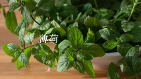 薄荷——活泼的小精灵 | 植物小课堂016