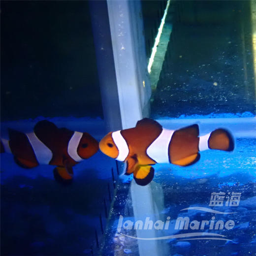 宿务公子小丑 A 商品图6