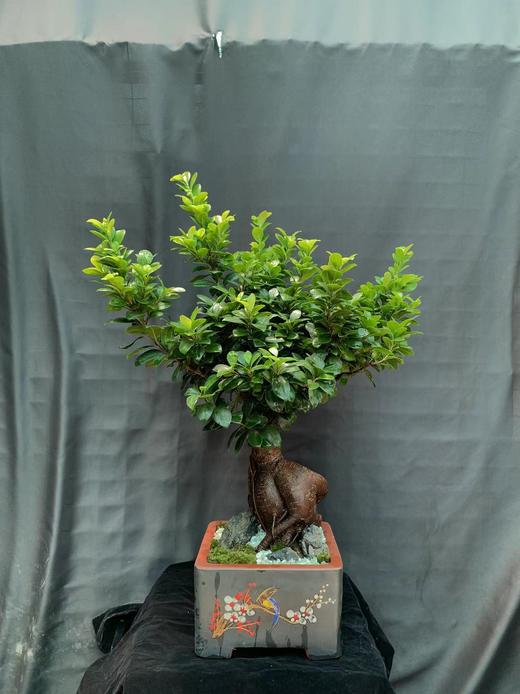 造型榕 商品图0