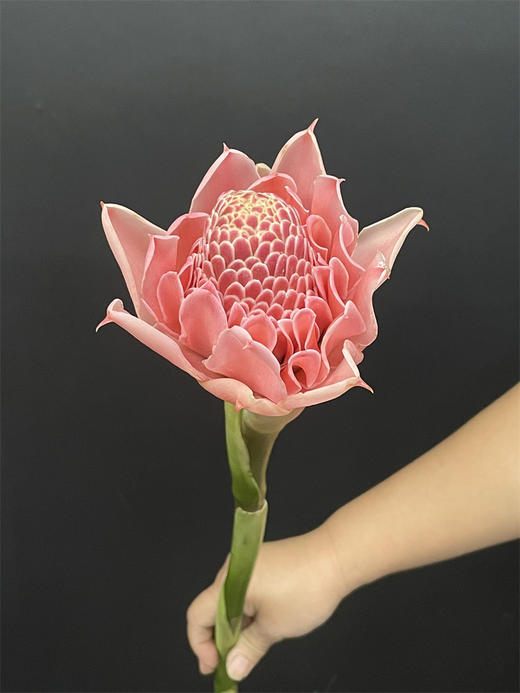 小众花材火炬姜瓷玫瑰 商品图3