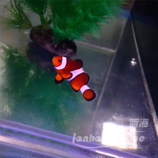 宿务公子小丑 A 商品图2