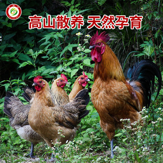 邵阳红农家土鸡蛋真正林下走地鸡鸡蛋30枚/箱 商品图3