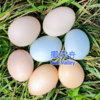 康之源农场 散养土鸡蛋 营养新鲜 生态自然 （限北京） 商品缩略图5