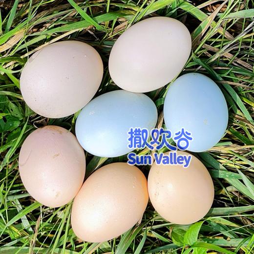 康之源农场 散养土鸡蛋 营养新鲜 生态自然 （限北京） 商品图5