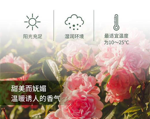 大马士革玫瑰 Damask Rose 单方精油 5ml 商品图1