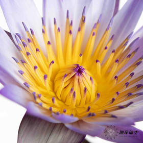 配花 | 睡莲黑美人