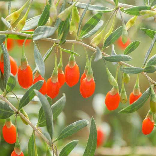 中宁枸杞，宁夏中宁产地 自然晒干 商品图7
