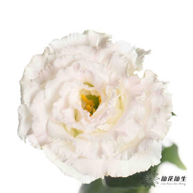 洋桔梗 | 冰淇淋