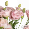 洋桔梗 | 杏粉 商品缩略图1
