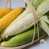 生态玉米 | 合作生产 *   Ecological corn | Coproduction 商品缩略图0