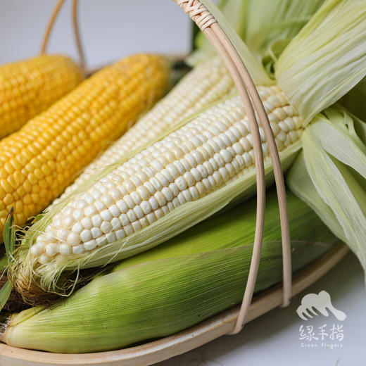 生态玉米 | 合作生产 *   Ecological corn | Coproduction 商品图0