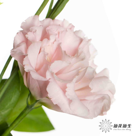 洋桔梗 | 杏粉 商品图2