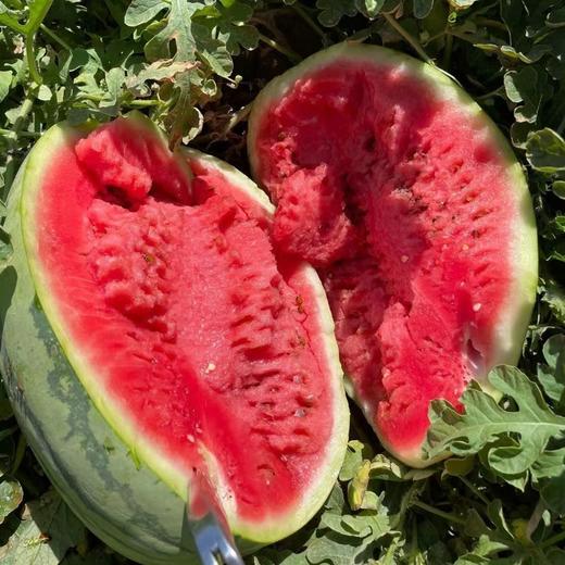 新疆吐鲁番金城大西瓜 10公斤左右（一个装） 商品图0