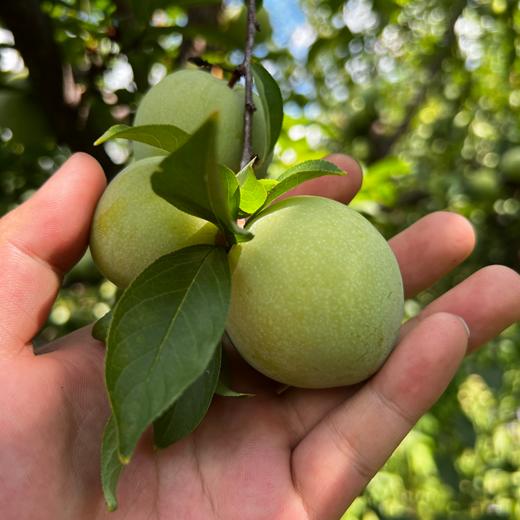 黄金蜜李子简介图片