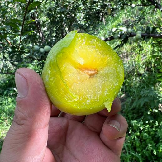 黄金蜜李皮薄肉厚香甜可口产地现摘直发