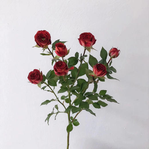 巧克力泡泡（2枝） 商品图1