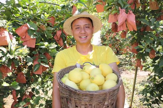 原价120元，新鲜柠檬体验装 商品图2