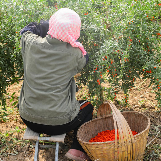 中宁枸杞，宁夏中宁产地 自然晒干 商品图2