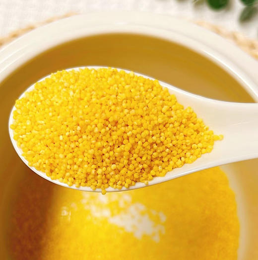 【买2赠1】 粒博士有机胚芽赤峰黄小米粟米非粘米煮粥宝宝米月子米500g 商品图2
