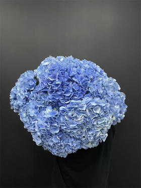 同城甄选海蓝色绣球1个