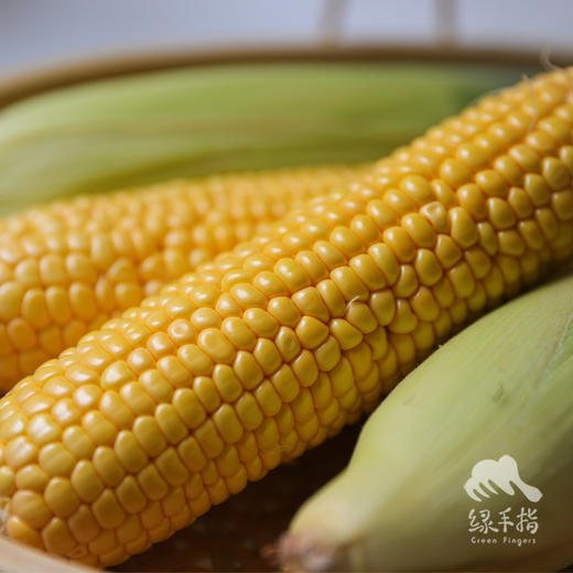 生态玉米 | 合作生产 *   Ecological corn | Coproduction 商品图2