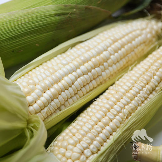 生态玉米 | 合作生产 *   Ecological corn | Coproduction 商品图7