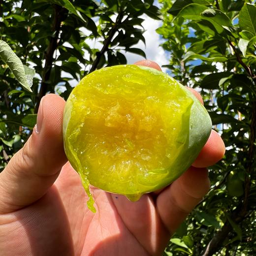 黄金蜜李皮薄肉厚香甜可口产地现摘直发