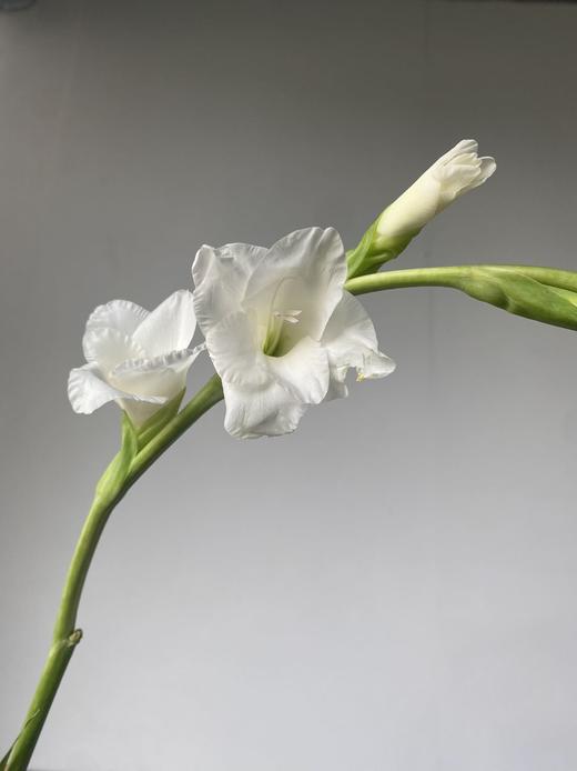 剑兰 | 阿姆斯特丹 商品图1