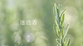迷迭香——清澈明亮的海之朝露 | 植物小课堂017