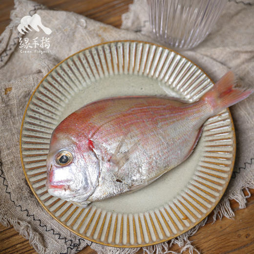 野生东山岛海钓赤鯮鱼（海钓鱼，嘴里可能有鱼钩，大家注意！！介意慎拍）| 合作生产 * Wild Garoupar | Coproduction 商品图0