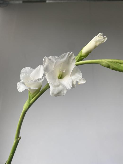 剑兰 | 阿姆斯特丹 商品图2