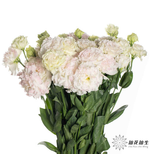 洋桔梗 | 冰淇淋 商品图3