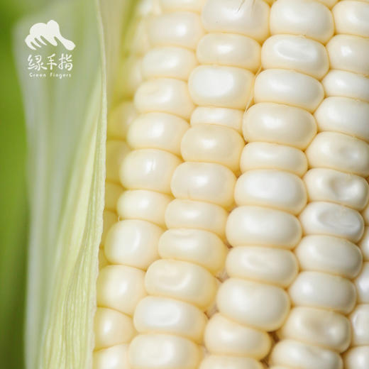 生态玉米 | 合作生产 *   Ecological corn | Coproduction 商品图5