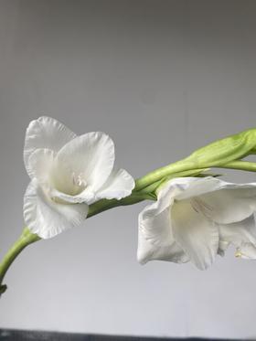 剑兰 | 阿姆斯特丹