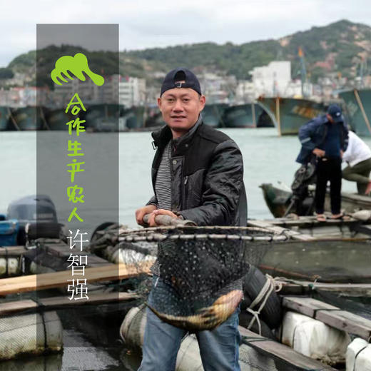 野生东山岛海钓赤鯮鱼（海钓鱼，嘴里可能有鱼钩，大家注意！！介意慎拍）| 合作生产 * Wild Garoupar | Coproduction 商品图1